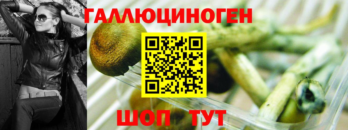 Галлюциногенные грибы Psilocybine cubensis Назрань